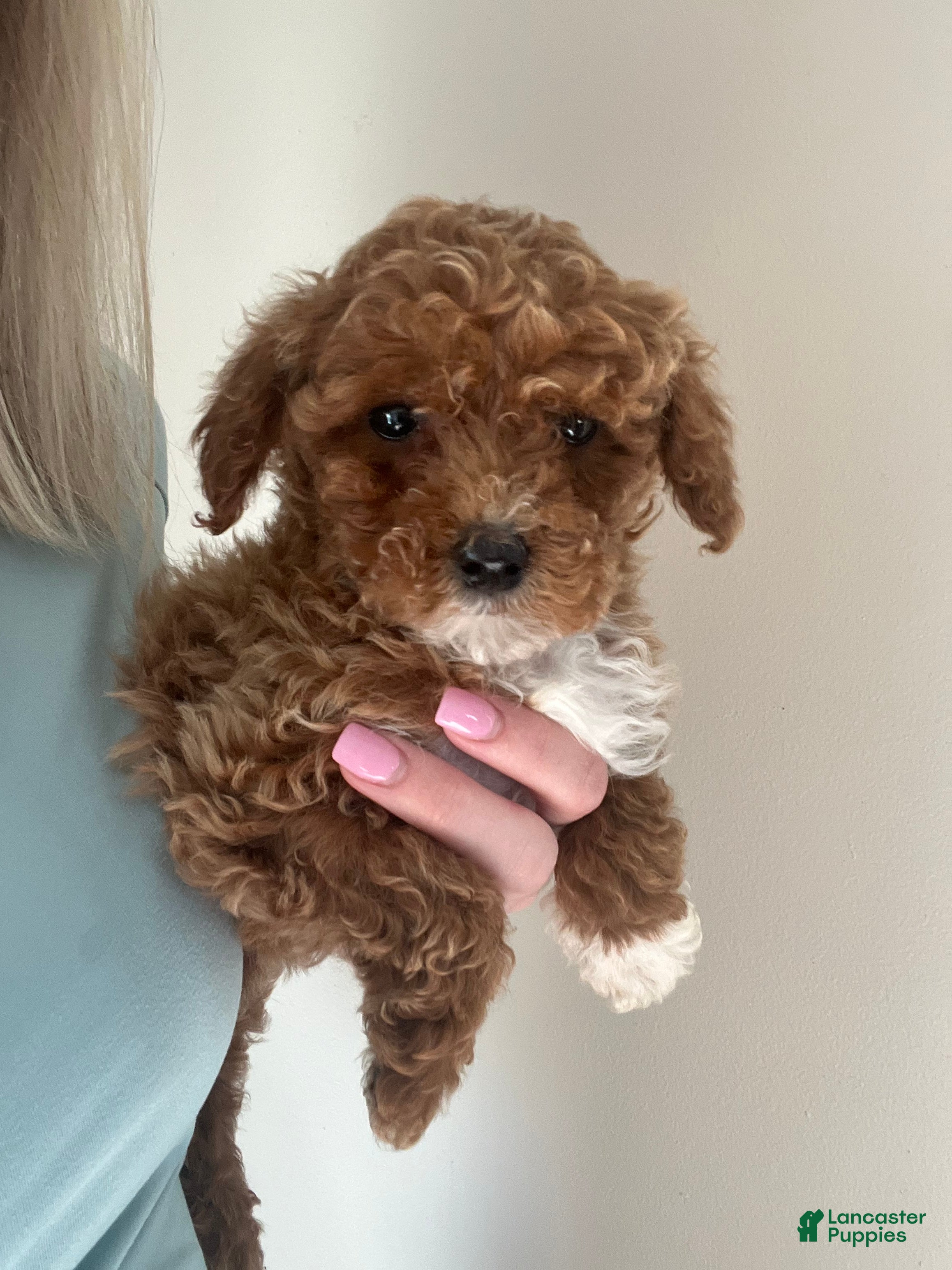 Toy Poodle dogs  Puppy 1 - Ad 25