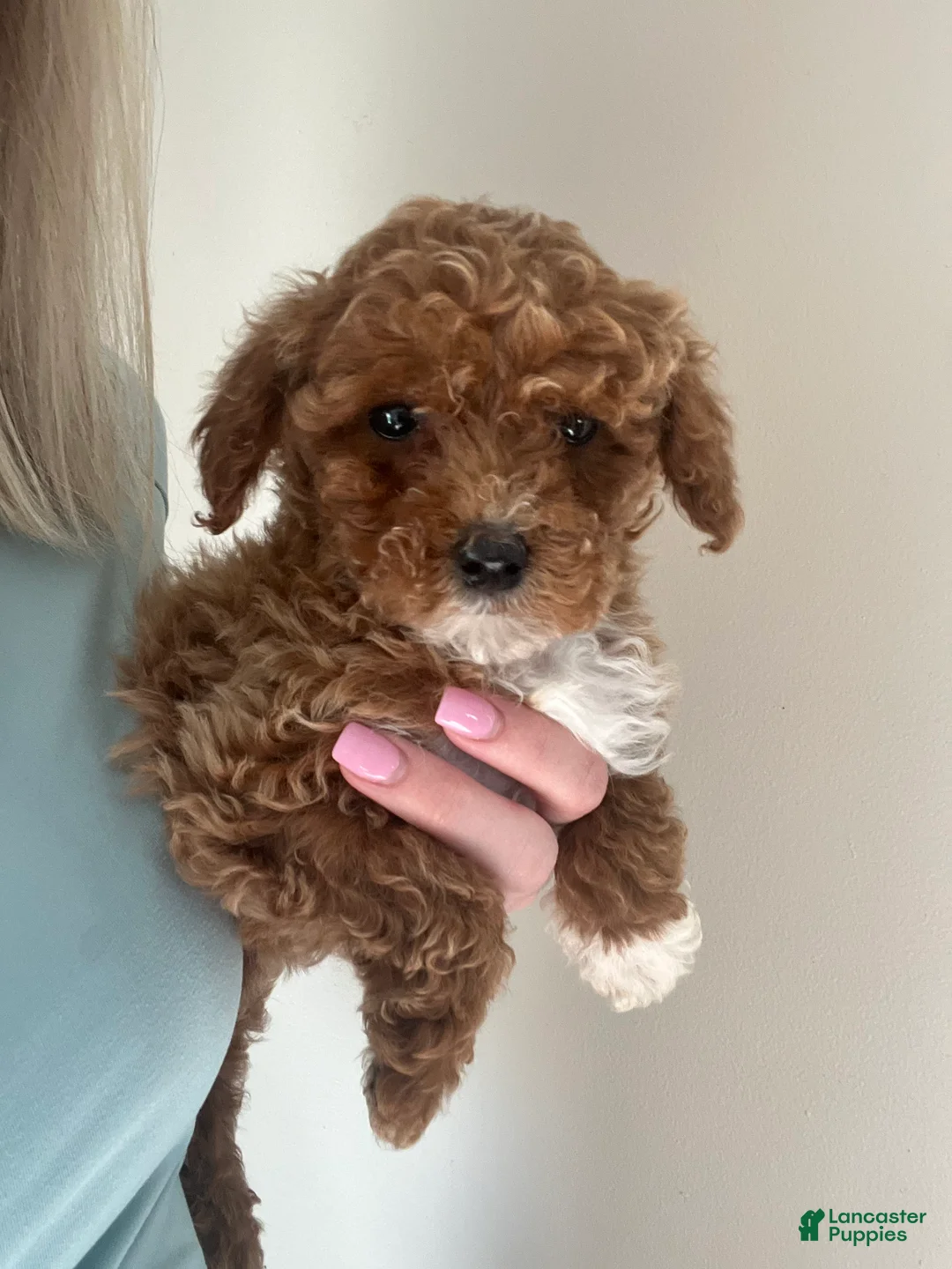Toy Poodle dogs for sale:  Puppy 1 - Ad 1