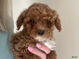 Toy Poodle dogs Puppy 1 - Ad 25