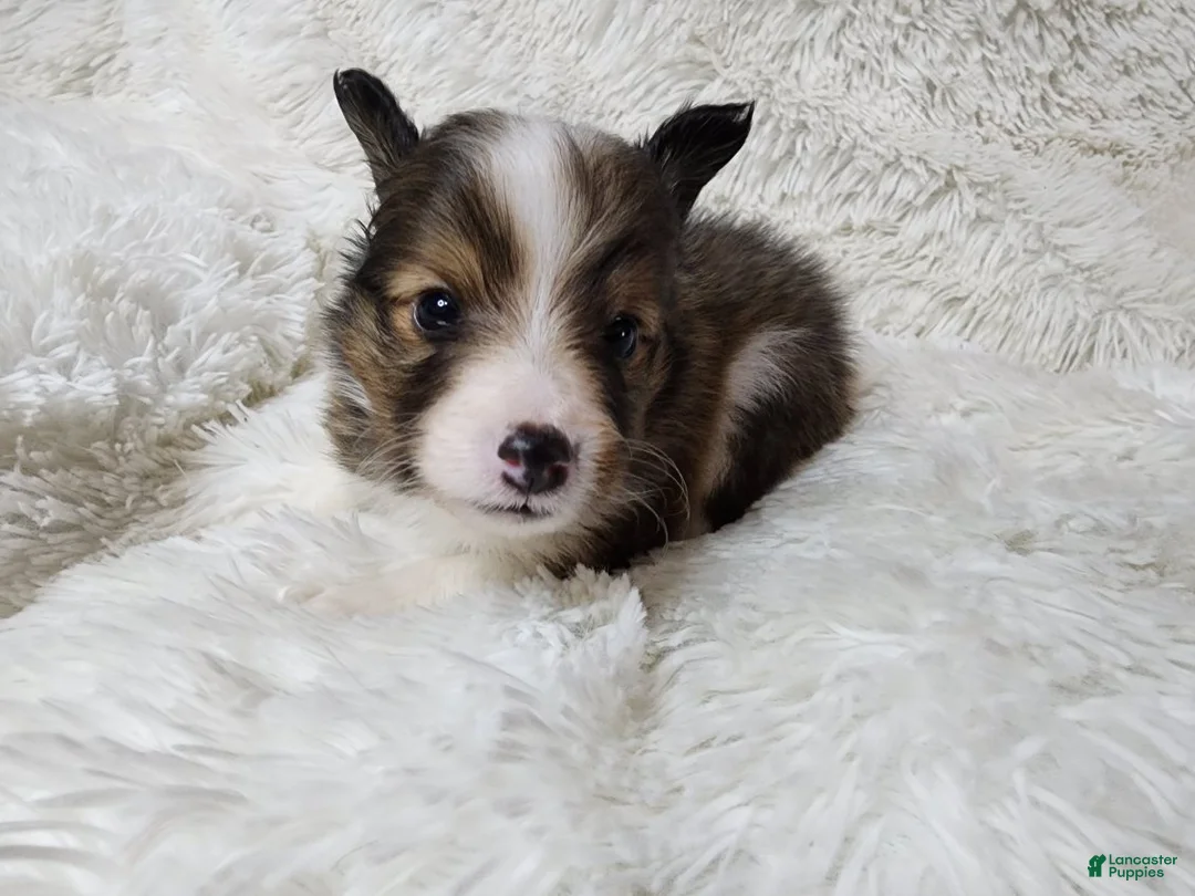 Shetland Sheepdog dogs for sale: Maverick - Ad 8