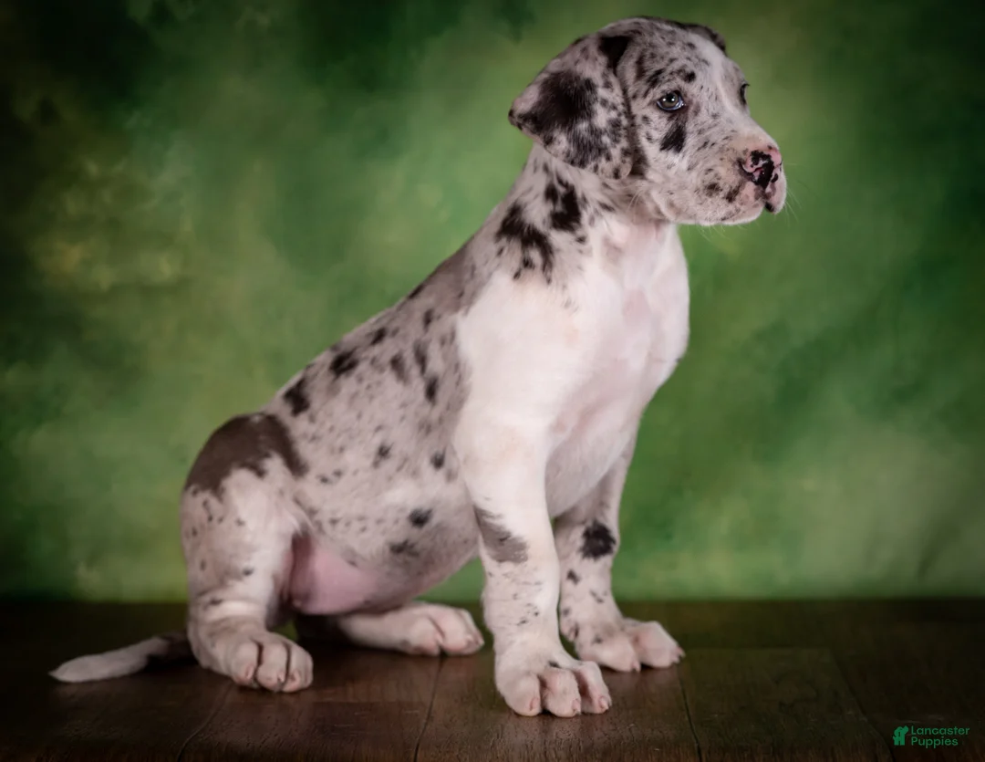 Great Dane dogs for sale: Twilight - Ad 2