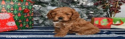 Cockapoo dogs for sale: Dallas - Ad 3