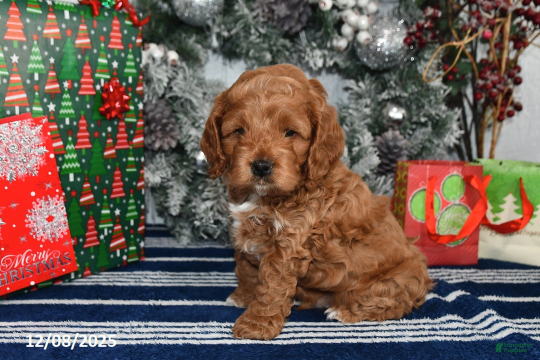 Cockapoo dogs for sale: Dallas - Ad 3