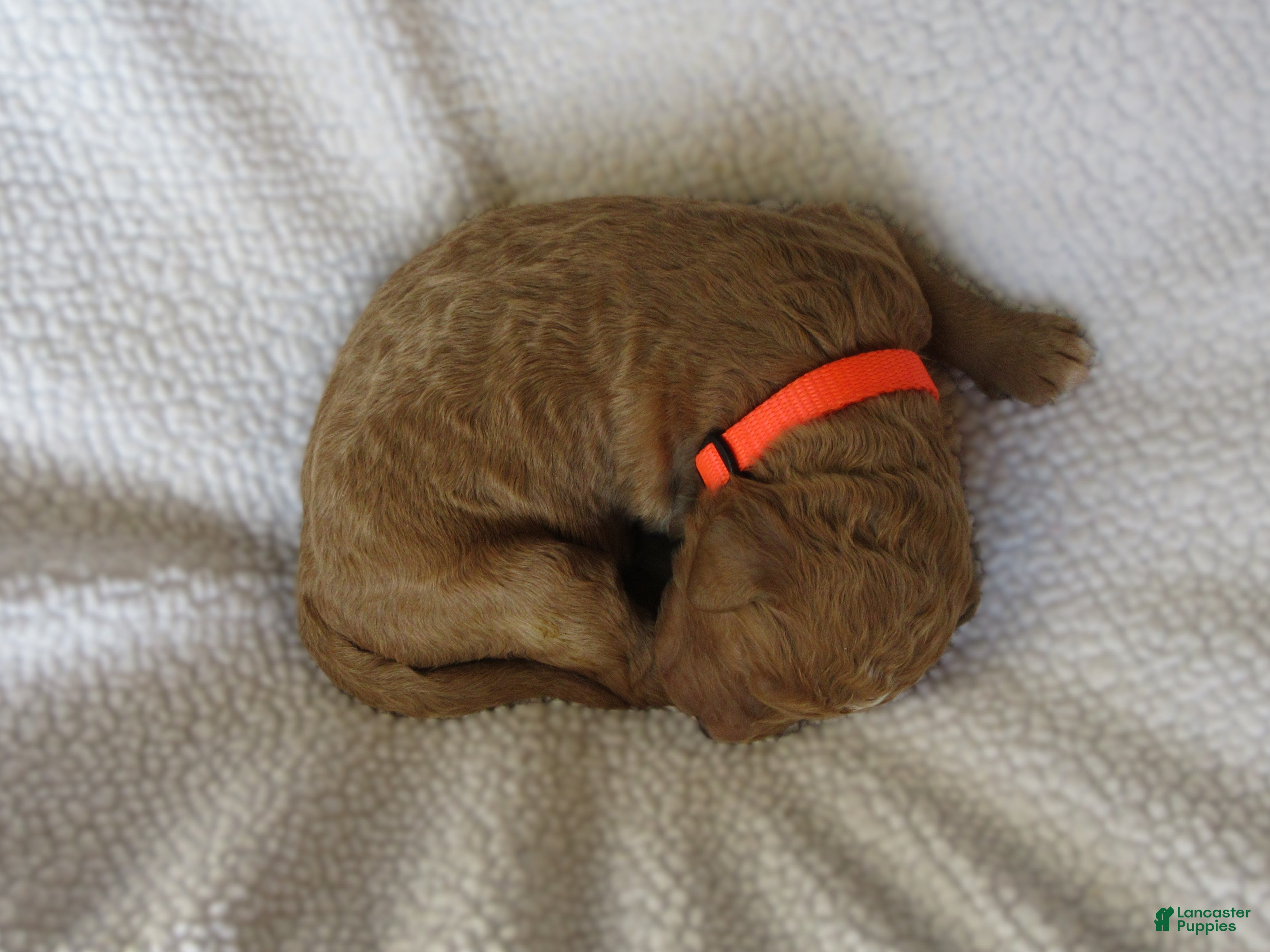Goldendoodle dogs for sale: Orange collar - Ad 1
