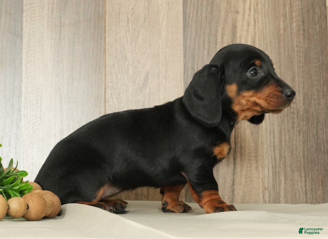 Miniature Dachshund dogs for sale: Chloe - Ad 6