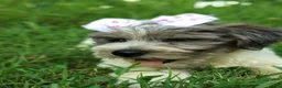 Yorkshire Terrier dogs for sale: Yorkshire Terrier 3 - Ad 2
