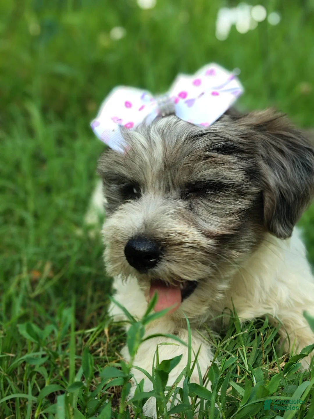 Yorkshire Terrier dogs for sale: Yorkshire Terrier 3 - Ad 2