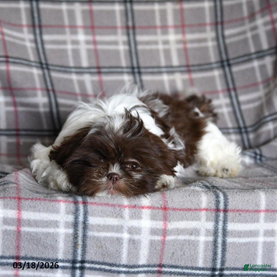 Shih Tzu dogs Tammy - Ad 2