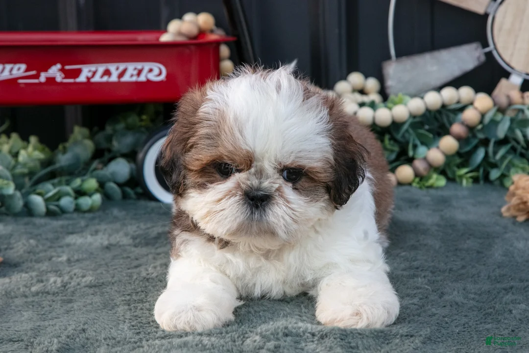 Shih Tzu dogs for sale: Cutie - Ad 3