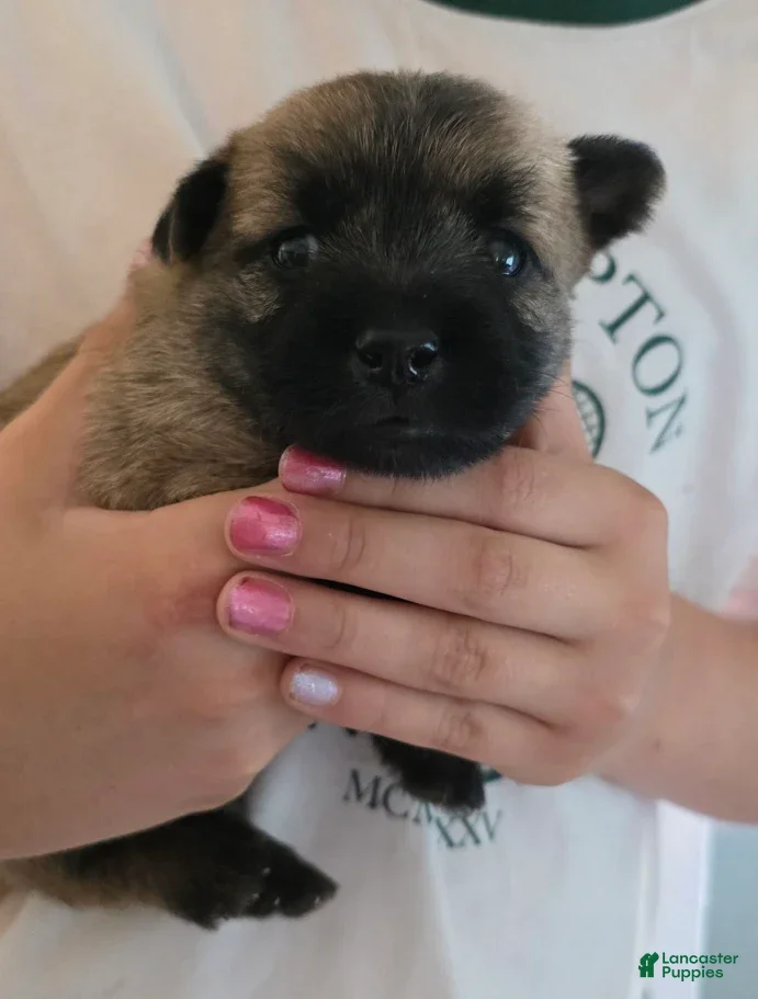 Cairn Terrier dogs Magnolia - Ad 1