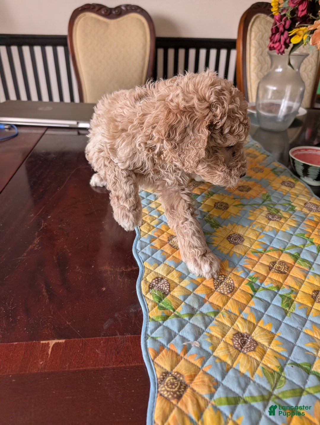 Goldendoodle dogs for sale: Jack - Ad 3