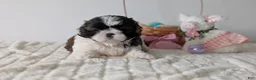 Shih Tzu dogs for sale: Eden - Ad 10