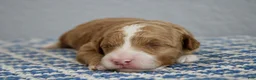 Mini Goldendoodle dogs for sale: Willow - Ad 10