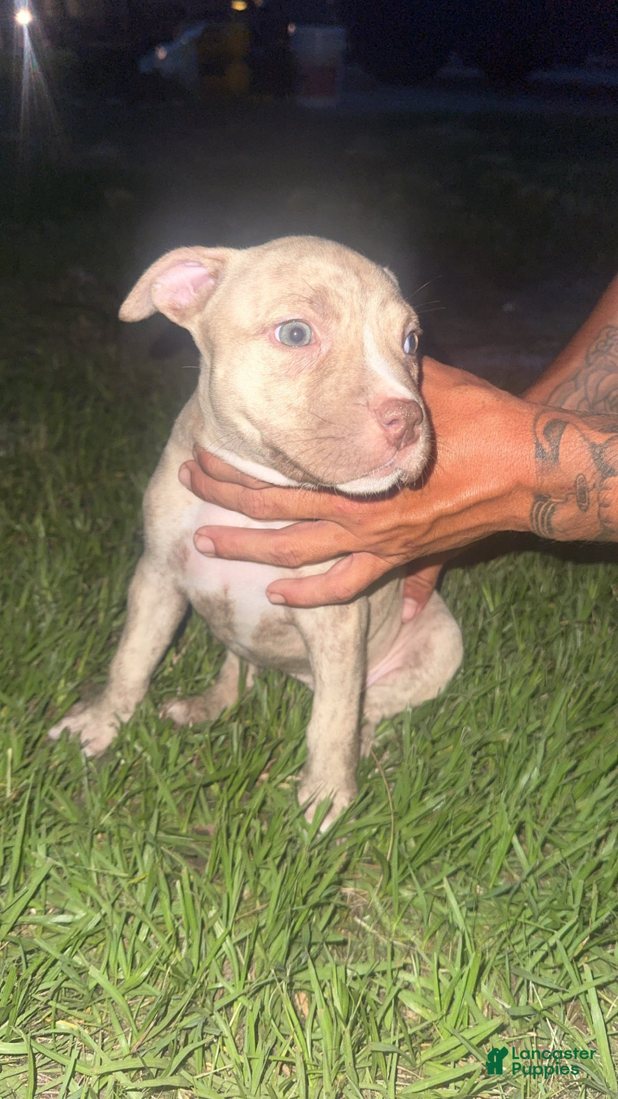 American Pit Bull Terrier dogs American Pit Bull Terrier Puppy 4 - Ad 5