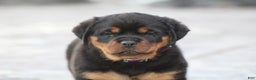 Rottweiler dogs for sale: Haven - Ad 2
