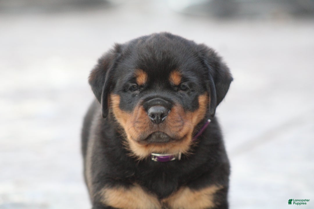 Rottweiler dogs for sale: Haven - Ad 2