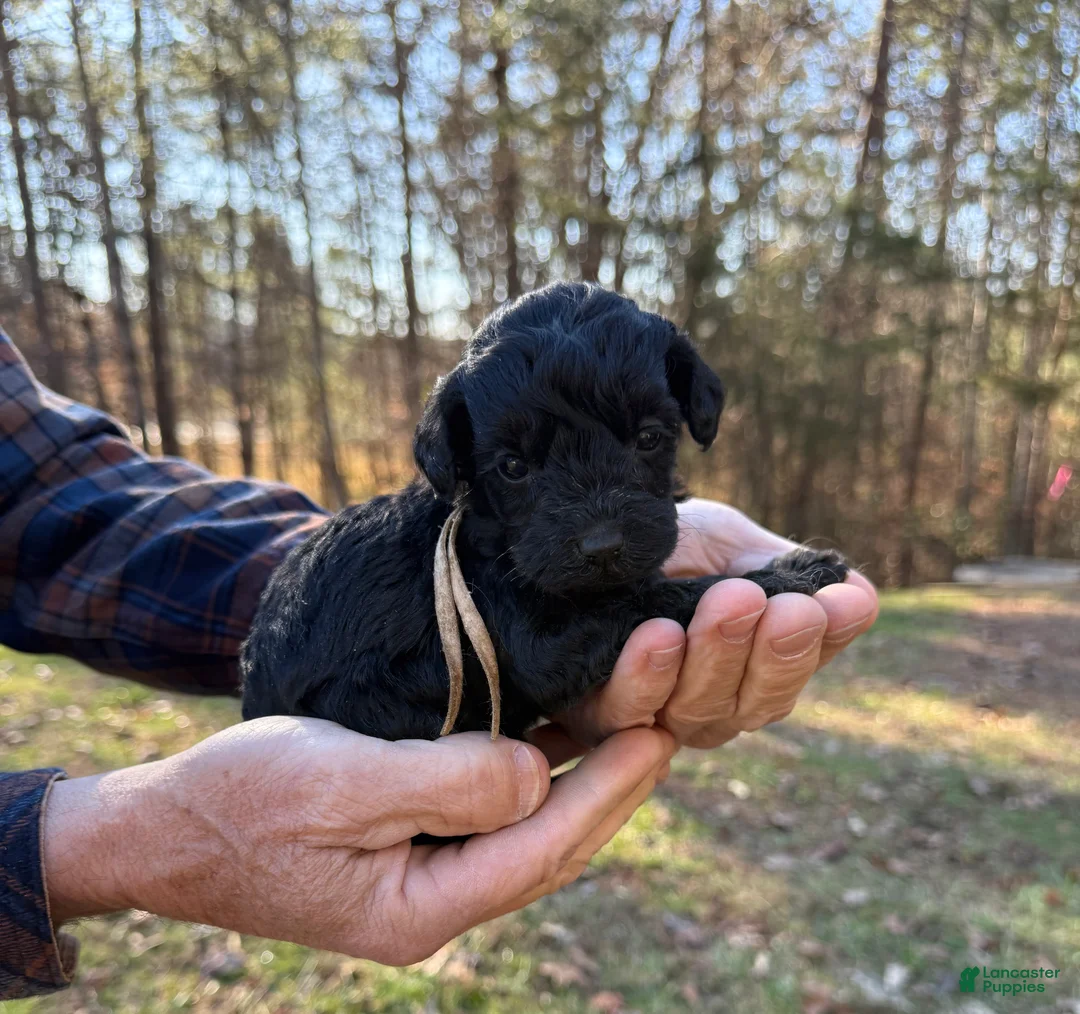 Goldendoodle dogs for sale: Goldendoodle Puppy 3 - Ad 13