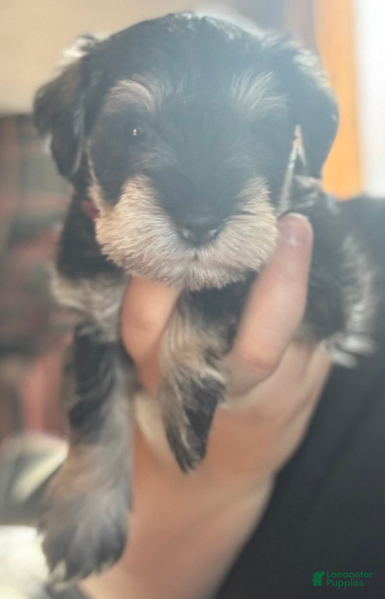 Miniature Schnauzer dogs Miniature Schnauzer Puppy 7 - Ad 41