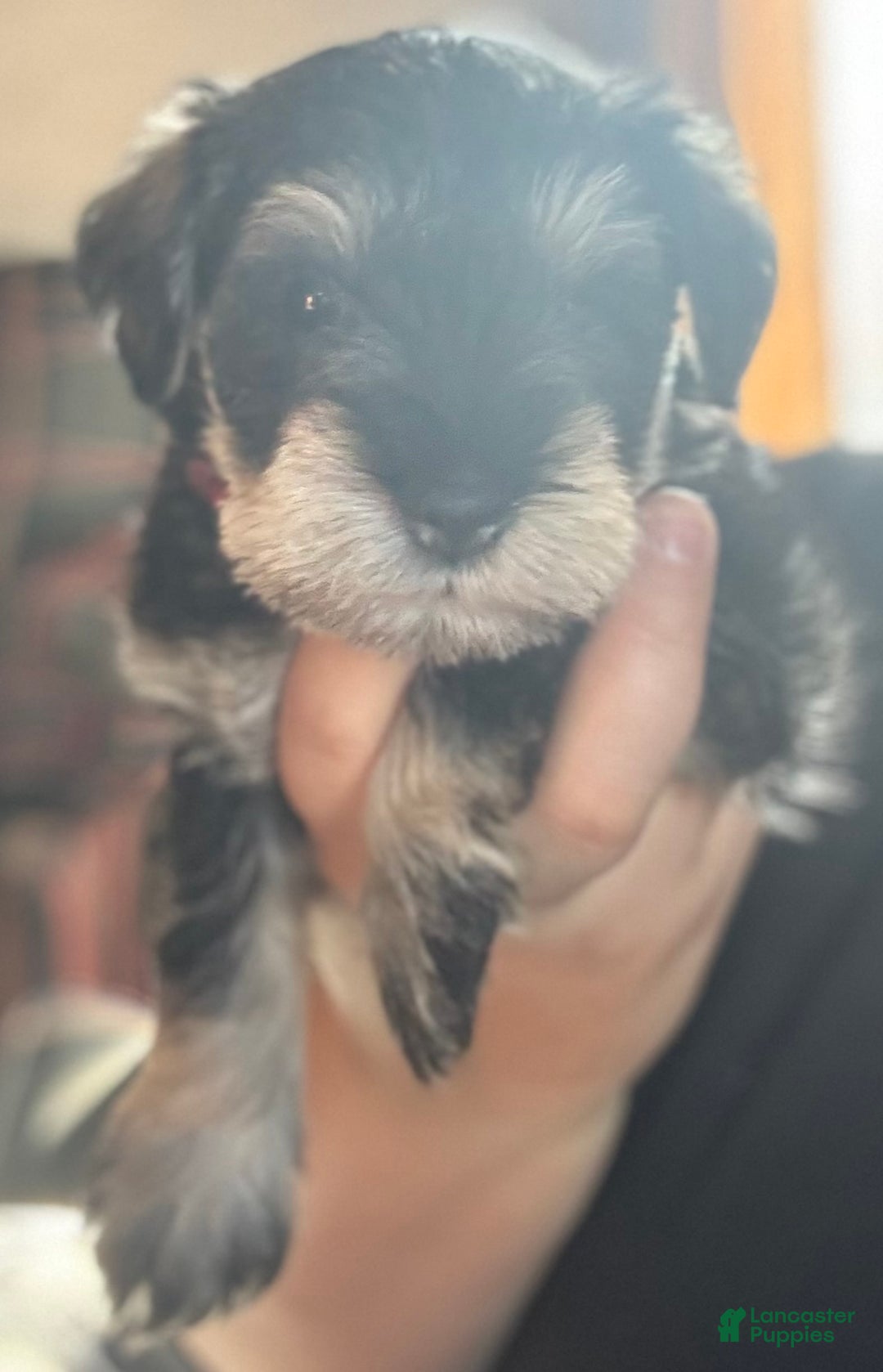 Miniature Schnauzer dogs for sale: Miniature Schnauzer Puppy 7 - Ad 2