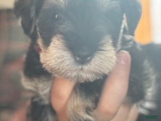 Miniature Schnauzer dogs Miniature Schnauzer Puppy 7 - Ad 29