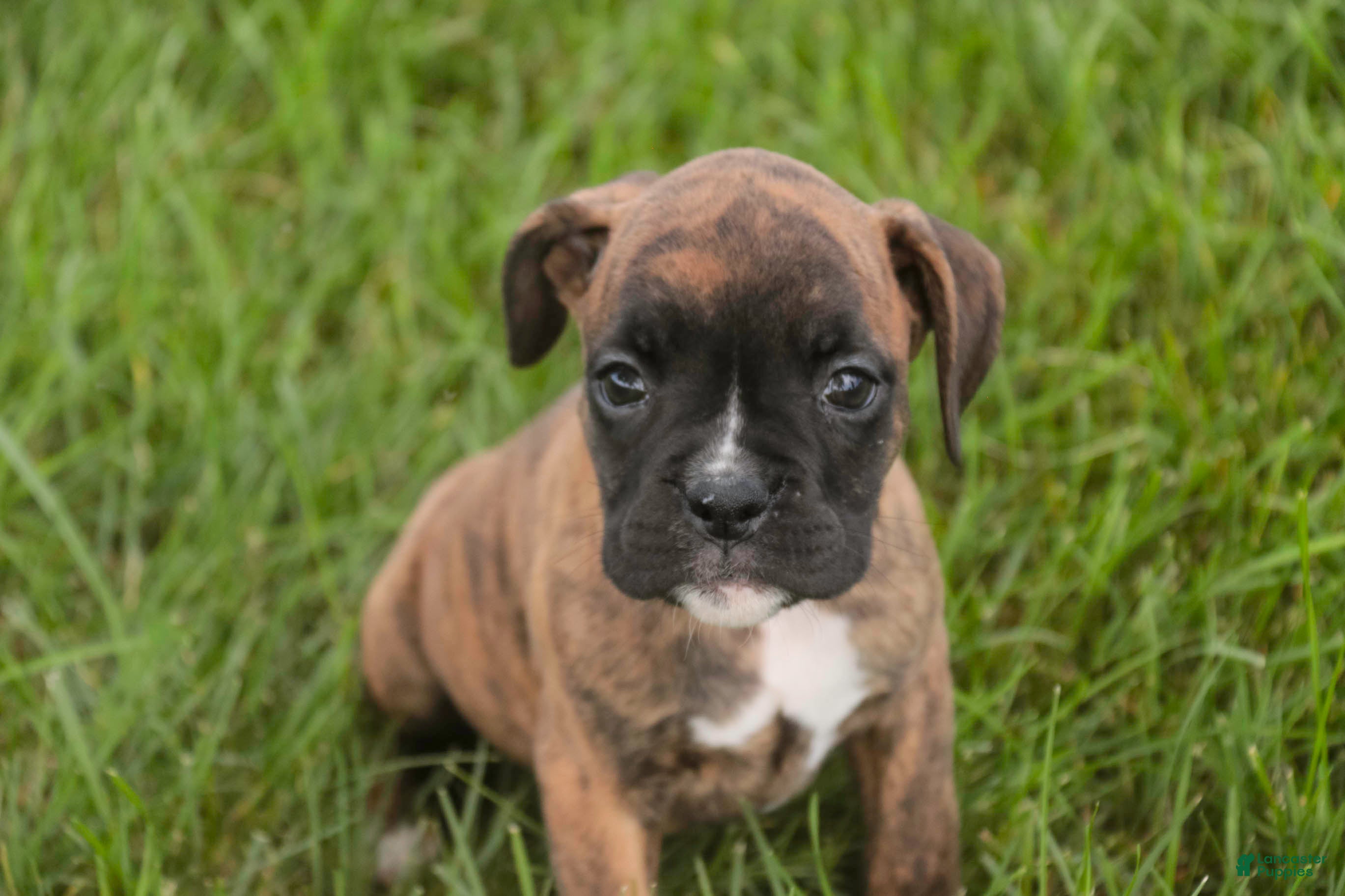 Boxer dogs Theo - Ad 2