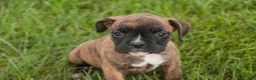 Boxer dogs for sale: Theo - Ad 2
