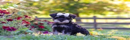 Miniature Schnauzer dogs for sale: Callie - Ad 8
