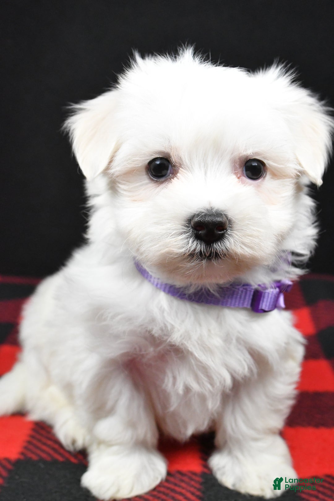 Maltese dogs for sale: Milly - Ad 10