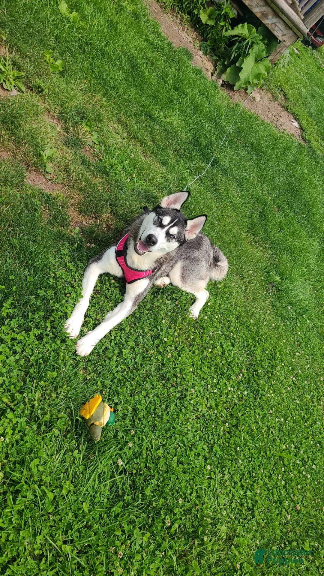 Gallery Image {{count}}