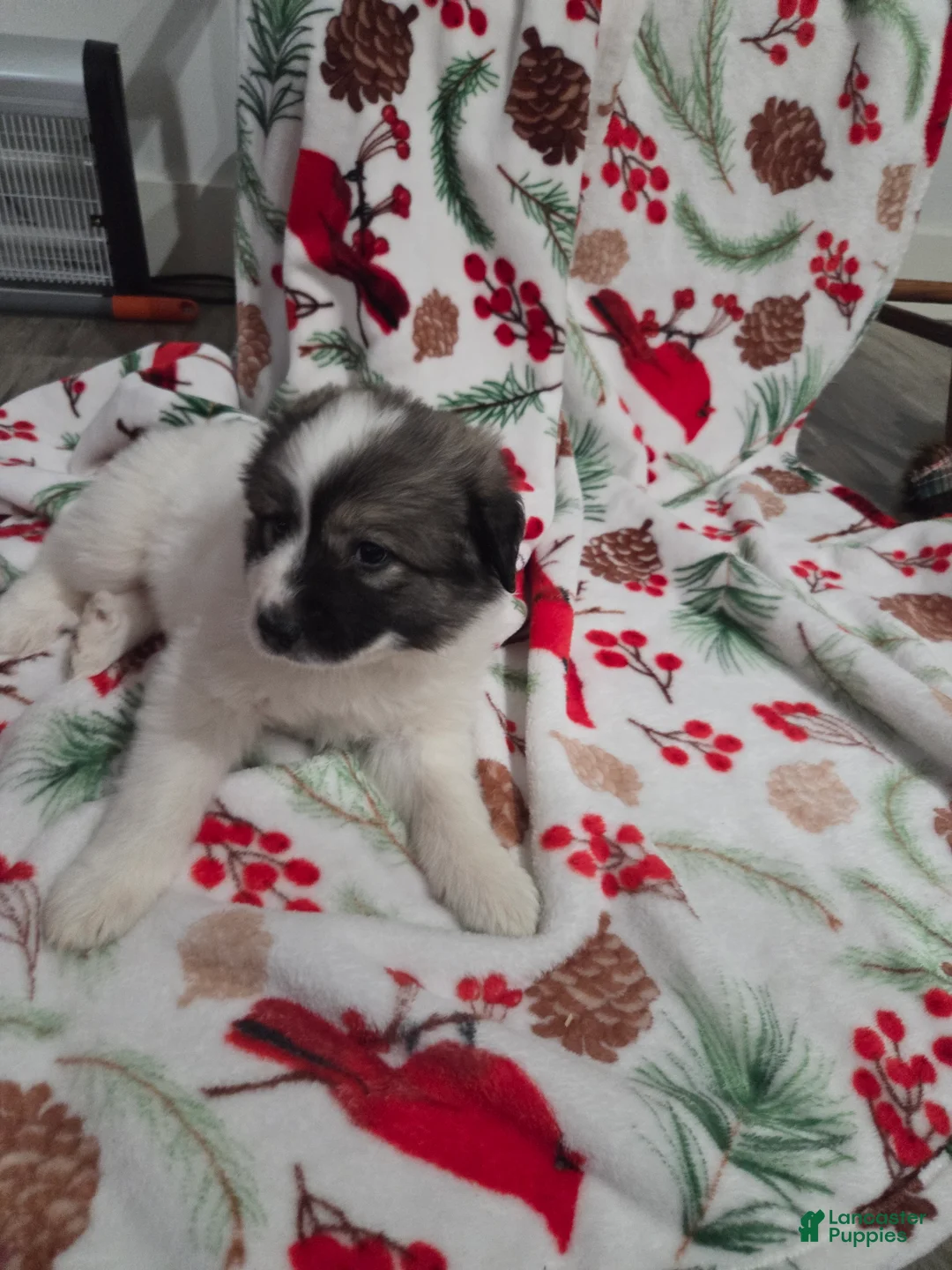 Great Pyrenees dogs for sale: Holly - Ad 8