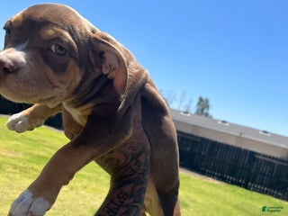 American Bully dogs - Ad 1