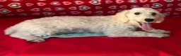 Toy Poodle dogs for sale: Milton - Ad 11