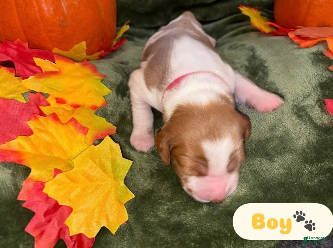 Brittany Spaniel dogs for sale: Brittany Spaniel 2 - Ad 1
