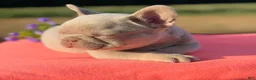 French Bulldog dogs for sale: Cami  - Ad 9