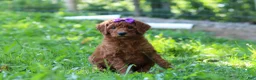 Standard Poodle dogs for sale: Lily AKC - Ad 4