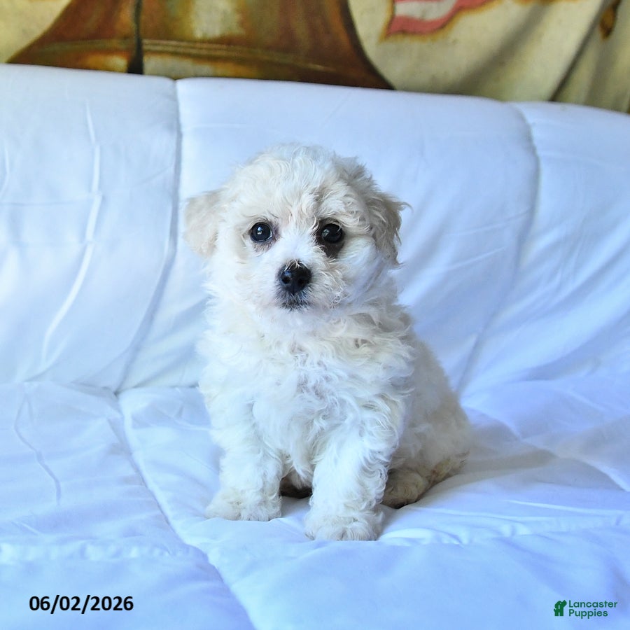 Bichon Frise dogs for sale: Angel - Ad 3