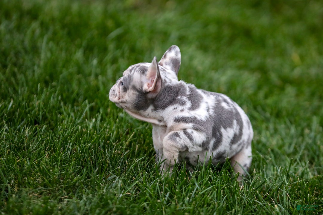 French Bulldog dogs for sale: Fifi - Ad 12