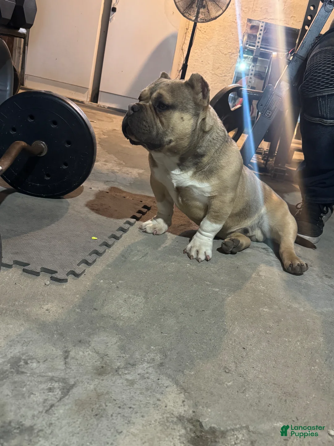 American Bully dogs for stud: Micro bully cash - Ad 7