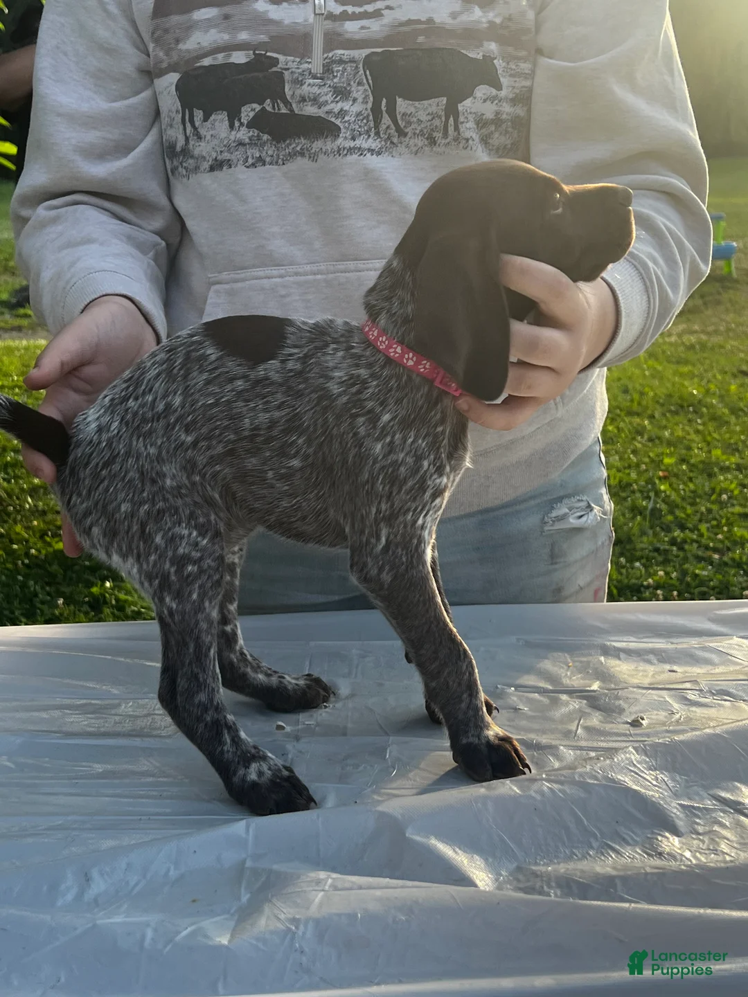 German Shorthaired Pointer dogs for sale: Reagan  - Ad 2