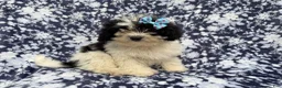 Shihpoo dogs for sale: Darlin - Ad 6