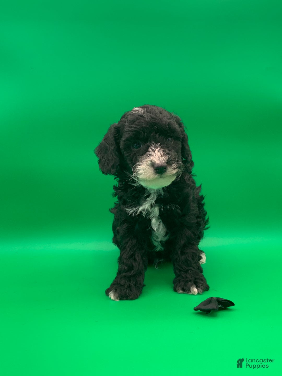 Toy Poodle dogs for sale: Ben  - Ad 3