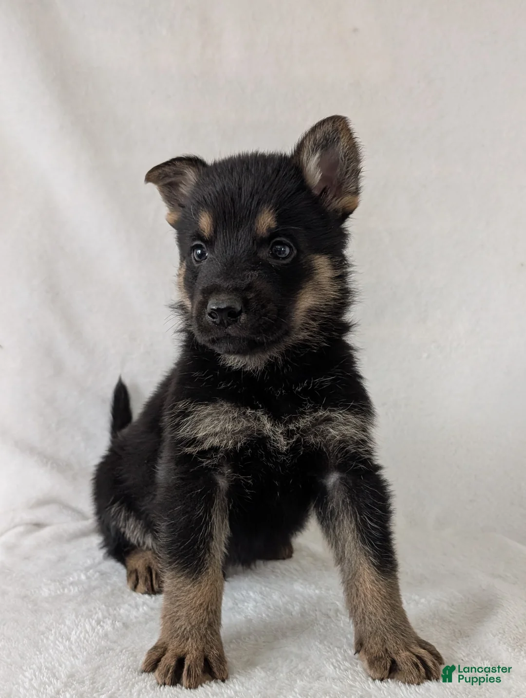 German Shepherd dogs for sale: Ryder  - Ad 8