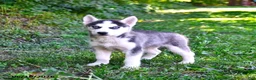 Alaskan Husky dogs for sale: Alex - Ad 1