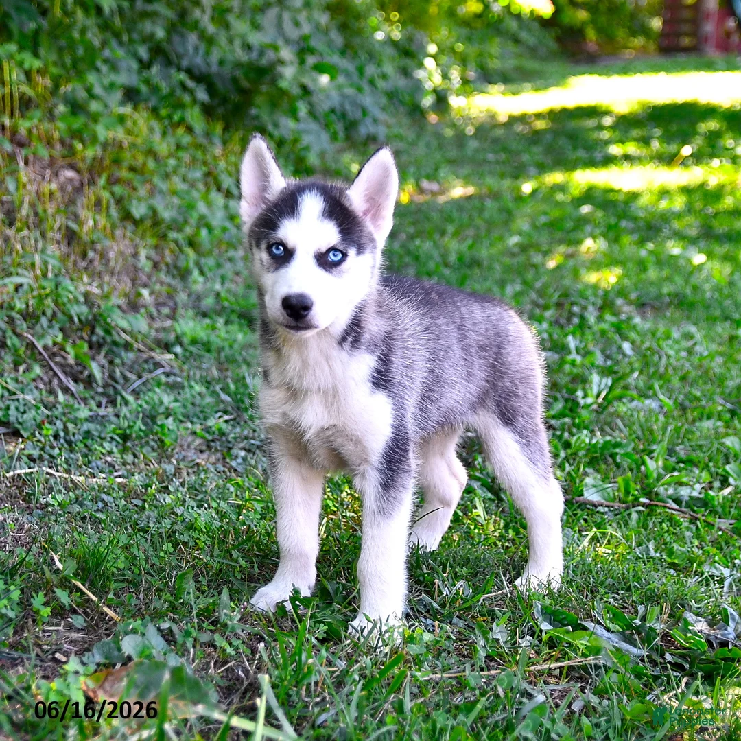 Alaskan Husky dogs for sale: Alex - Ad 1