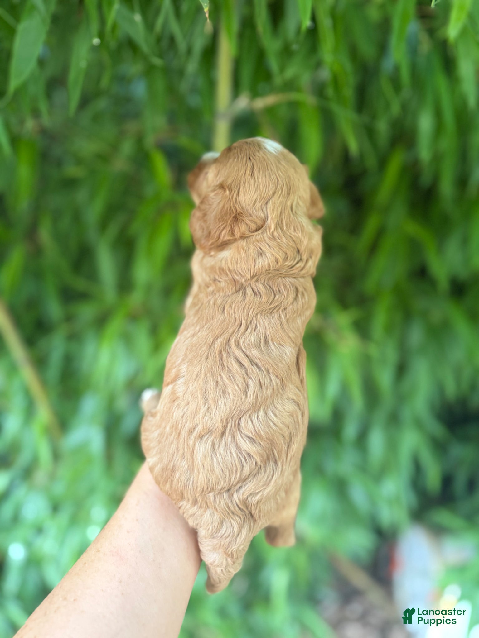 Cavapoo dogs for sale: Cavapoo Puppy 3 - Ad 2