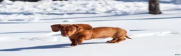 Dachshund dogs for sale: Harley - Ad 3