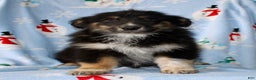 Australian Shepherd dogs for sale: Snickers - Ad 2
