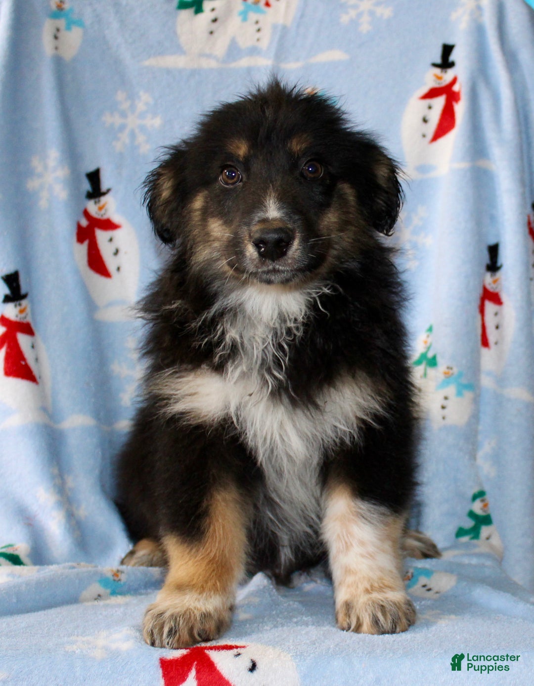 Australian Shepherd dogs for sale: Snickers - Ad 2
