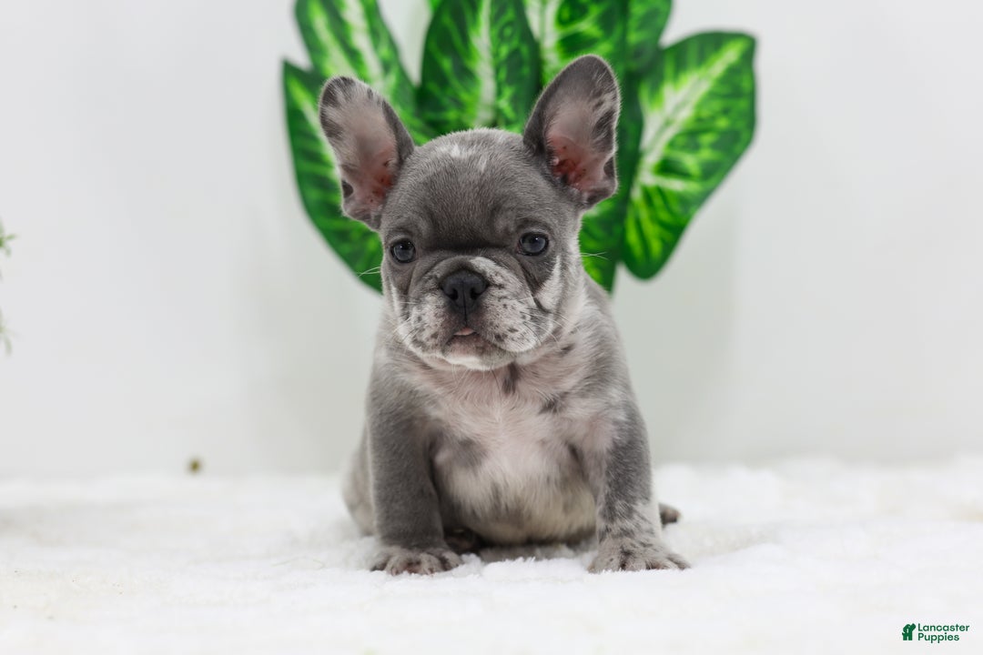 French Bulldog dogs for sale: Edison - Ad 7