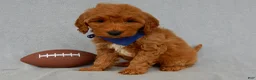 Mini Goldendoodle dogs for sale: Bryce-MEDIUM - Ad 3